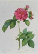 Pierre Joseph Celestin Redout� art print