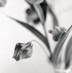 Dana Buckley art print