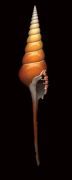 Harold Feinstein art print