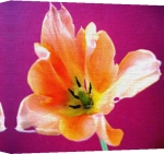 Erin Rafferty art print - Tiger Lily poster