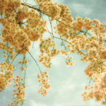 Donna Geissler art print