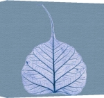 Erin Rafferty art print - X-Ray leaf 1 poster