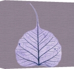 Erin Rafferty art print - X-Ray leaf 2 poster