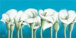 Alicia Sloan art print