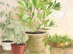 Ina Van Toor art print