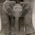 Big Ears (Baby Elephant) art print