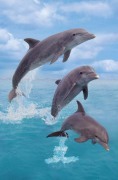 Maxi Posters art print