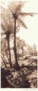Thea Schrack art print