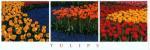 Dell'Orto art print