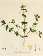 William Curtis art print
