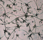 Jo Hansford art print