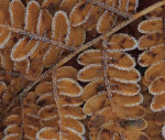 Brachen fern section with frost giclee art print