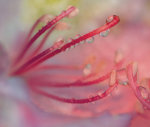 Catawba Rhodedendron with rain drops giclee art print