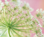 Danita Delimont Agency art print
