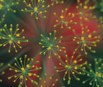 Close-up of Dill Plant giclee art print