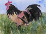Cockerel giclee art print