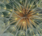 Dandelion seed head close-up giclee art print
