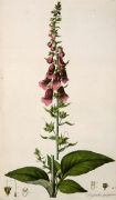 William Curtis art print
