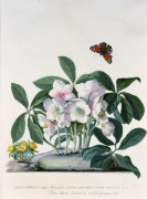 Georg Dionysus Ehret art print