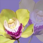 Kate Knight art print