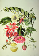 Elizabeth Twining art print