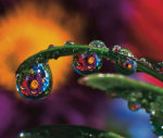 Purple Chyrsanthemum relecting in dewdrops giclee art print