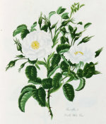 Mary Lawrence art print