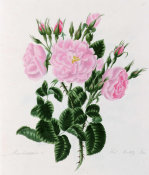 Mary Lawrence art print