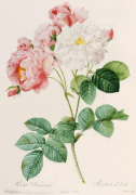 Pierre Joseph Celestin Redout� art print