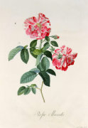Georg Dionysus Ehret art print