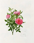 Mary Lawrence art print