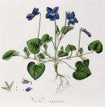 William Curtis art print
