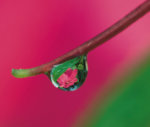 Water droplet on New Guinea Impatiens, reflectiing flower in drop giclee art print