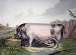 Sir Edwin Henry  Landseer art print