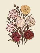 Carnations - Dianthus (Restrike Etching) art print
