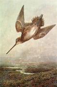 Archibald Thorburn art print
