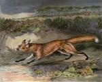 Francis Calcraft Turner art print