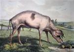 Sir Edwin Henry  Landseer art print