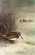 Archibald Thorburn art print