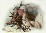 Sir Edwin Henry  Landseer art print