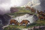 Sir Edwin Henry  Landseer art print