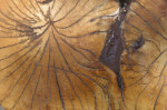 Jupiter Images art print