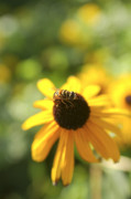 Jupiter Images art print