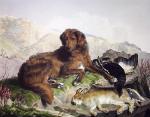 Sir Edwin Henry  Landseer art print