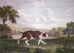 George Stubbs art print