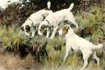 Arthur Wardle art print