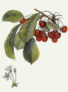 Pierre-Antoine Poiteau art print
