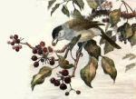 Winifred Austen art print