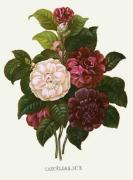 Pierre Joseph Celestin Redout� art print