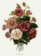 Pierre Joseph Celestin Redout� art print